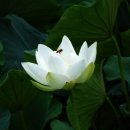 백연