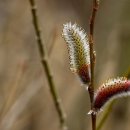 강아지 대공원 이미지