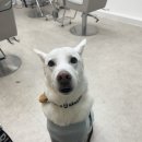 망고네 까까 | 진돗개 동반 가능 미용실, 망고 둔감화 - 세상 밖으로 한걸음