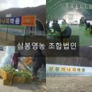 청정미나리영농조합 이미지