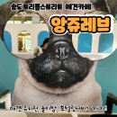 앙쥬레브 애견호텔&애견유치원 송도점 | 송도 애견카페 &#39;앙쥬레브&#39; 이용후기