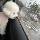 견공작소 이미지