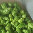 남성호프 이미지