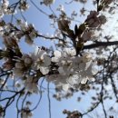 위시나떼 이미지