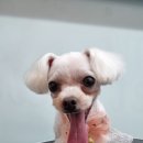 방울이네 펫살롱 이미지