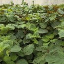 낙천리경로당 이미지