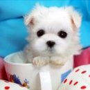 이쁜강아지 이미지