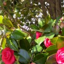 골프친구들 이미지