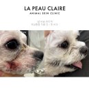 이상동물병원 | 강아지 고양이 피부 각질 가려움증, 기생충 피부병 용산동물병원 치료 후기