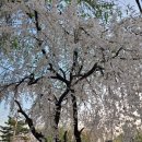 우리의 야생화 : 벚나무 이미지