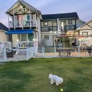 소라잡는댕댕이 이미지