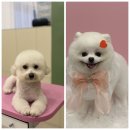 김해애견미용 맘바이 강아지 미용실 | 일산애견미용 반려견중심 감성미용 맘바이 강아지미용실