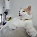 스퀘어독스 펫 | [내돈내산] 플루토 스퀘어 (벤토놀로지 고양이 자동화장실) 2주 체험 후 계약 후기