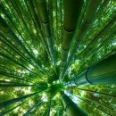 동백아가씨 이미지