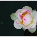 사념처(四念處) / 법상스님 이미지