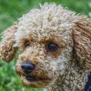 뽀글뽀글 이미지