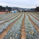 하마 농장 이미지