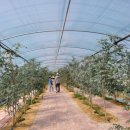 한아름팜(주) 이미지