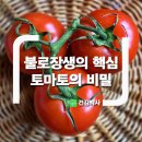 ﻿불로장생의 핵심 토마토의 비밀 이미지