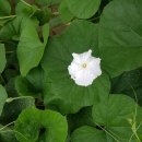 단아농장 Daum카페