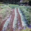 대발농장 이미지