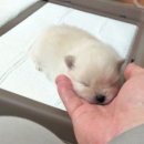 중식인생 이미지