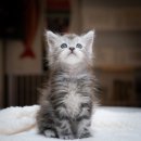 다다쿤(DADACOON) 이미지