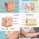 몸매 기준만큼 엄격한 "좋은 피부"에 대한 강박관념 이미지