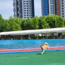 도그베이 이미지