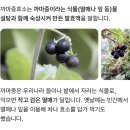 우렁이박사 | 당진 맛집 우렁이박사｜푸짐한 우렁쌈밥 정식 후기 내돈내산
