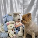 멍멍이컷 이미지