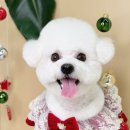 어안이 멍멍 이미지