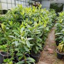 사철슈퍼 이미지