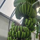 김태진농장 이미지