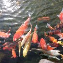 석부작박물관 이미지