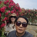 곡성 기차마을 장미축제 이미지