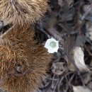 변산바람꽃 Eranthis byunsanensis B.-Y. Sun 종 이미지