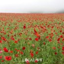 송이목장 이미지