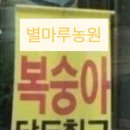 별마루 | [신비복숭아 쫀맛집] 별마루농원 내돈내산 솔직후기