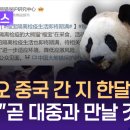 중국생활 푸바오 격리 조만간 종료 곧 대중과 만날 것 기사 이미지