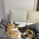 오곡 오지 이미지