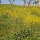 우산천변길 이미지