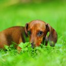 논현동물병원 이미지