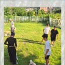 강아지 보호센터 이미지