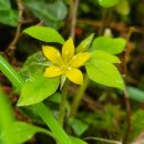 한라산둘레길 돌오름길 이미지