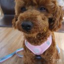 멍디저트 이미지