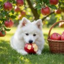 생성 + apple | AI이미지생성 든든캣 AI사진 브랜딩 활용 후기