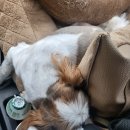 도그지음 이미지