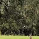 새의 領域에 들어간 wallaby 이미지