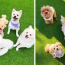 카르펫디엠 강아지유치원 네이버블로그